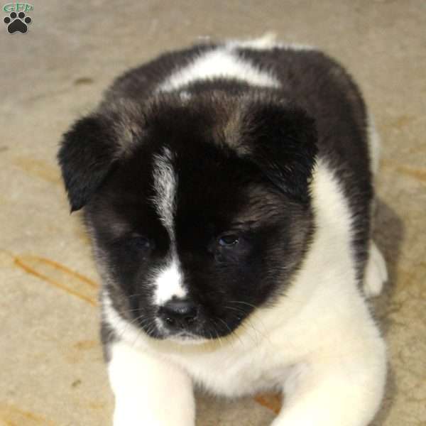 Dolley, Akita Puppy